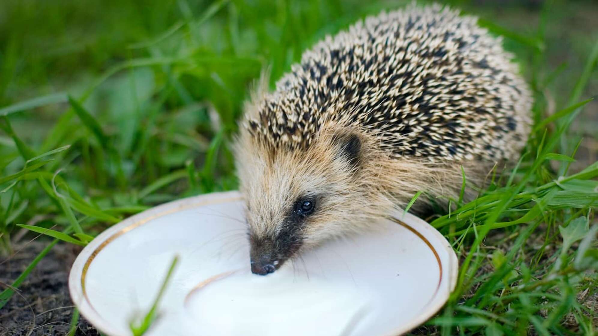 Igel trinkt Milch