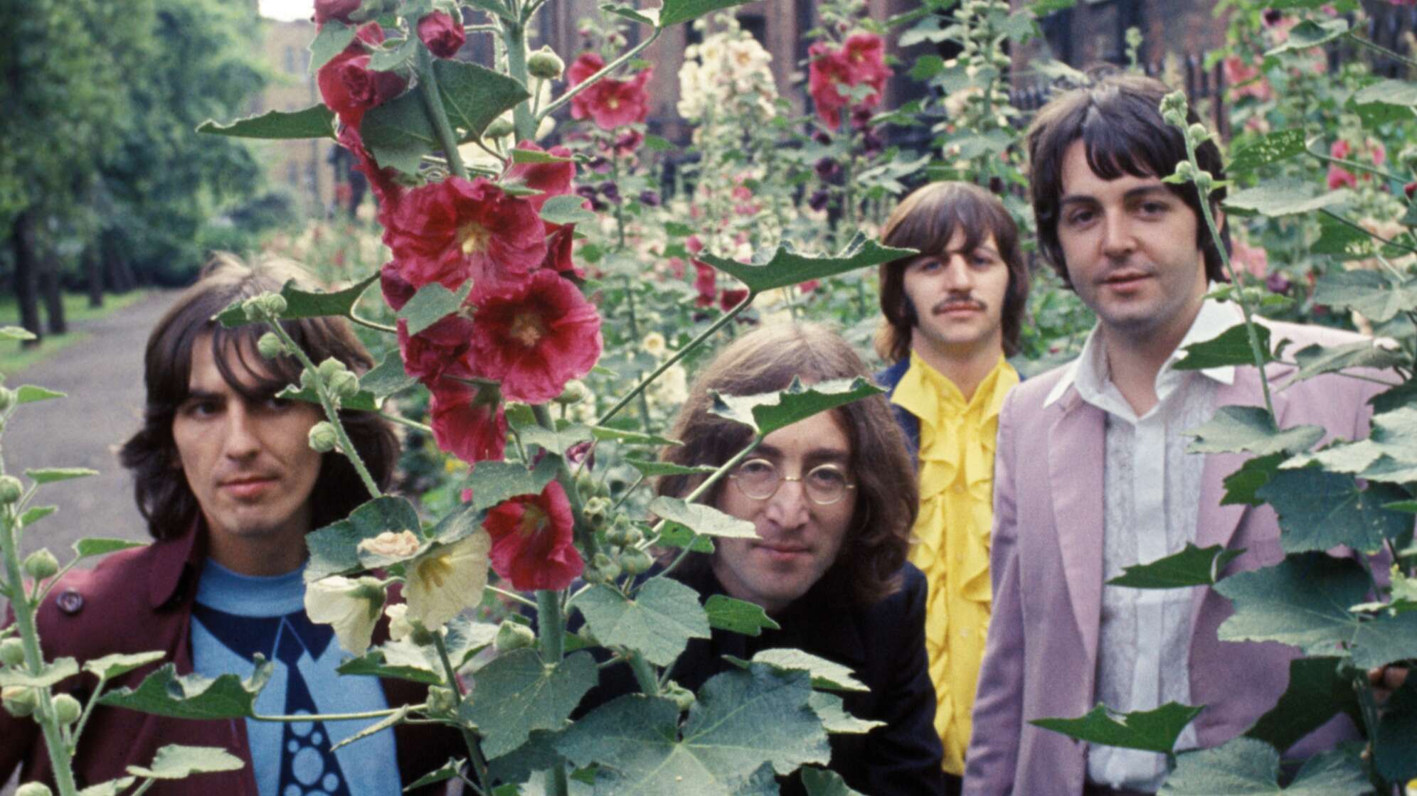 Bild der Beatles hinter Rosenstrauch