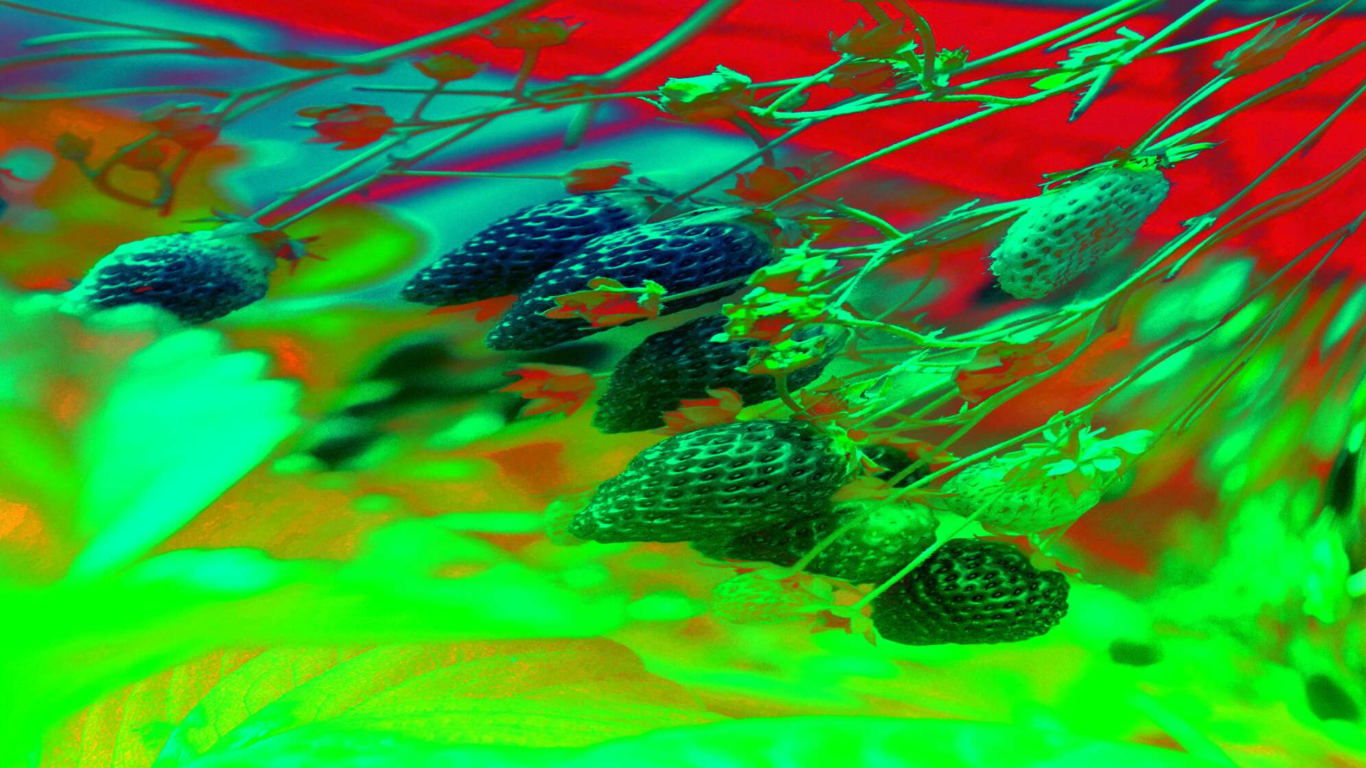 Erdbeeren am Strauch, verzerrt und psychedelisch verändert